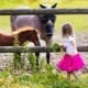 Little girl feeding baby horse on ranch